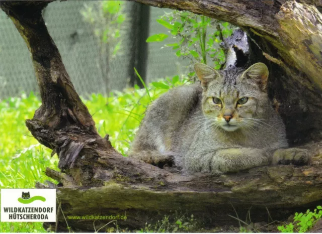 Ansichtskarte: So ist es gemütlich - europäische Wildkatze (Felis silvestris)