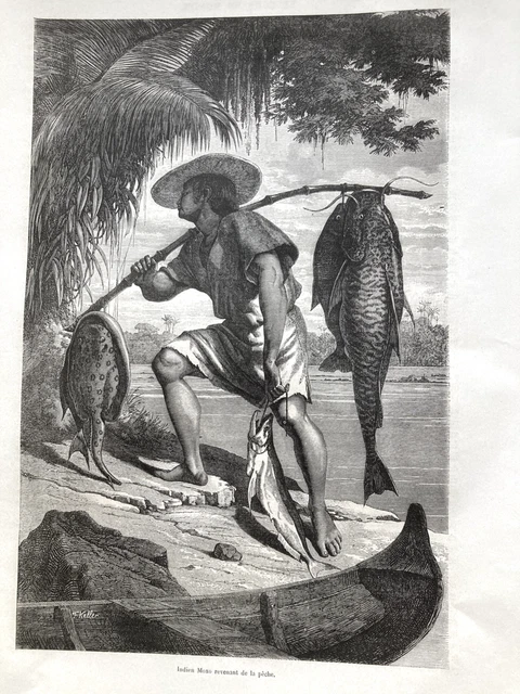 Antigua Grabado Imagen XIX Siglo Indio Moxo Revenant De Melocotón; Pescado Gato