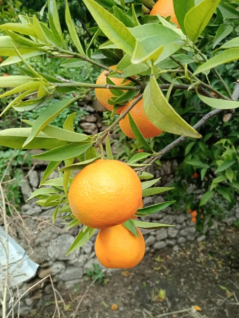 Mandarino Clementino ,Limoni Verdello,Box Misto10kg SICILIA,Buccia Edibile Bio💯