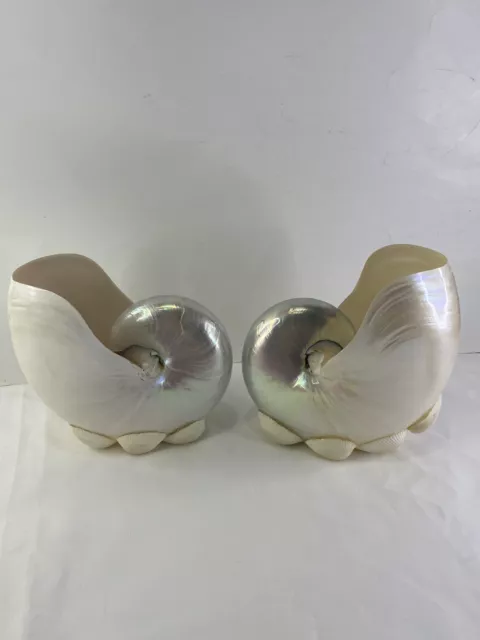 Pair (2) POLISHED WHITE PEARL NAUTILUS SEA SHELL BEACH DECOR WITH Shell Base