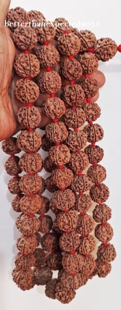 5 Mukhi Rudraksha/Cinco Cara Rudraksh Mala 18-20MM Cuentas Tamaño 100% Real