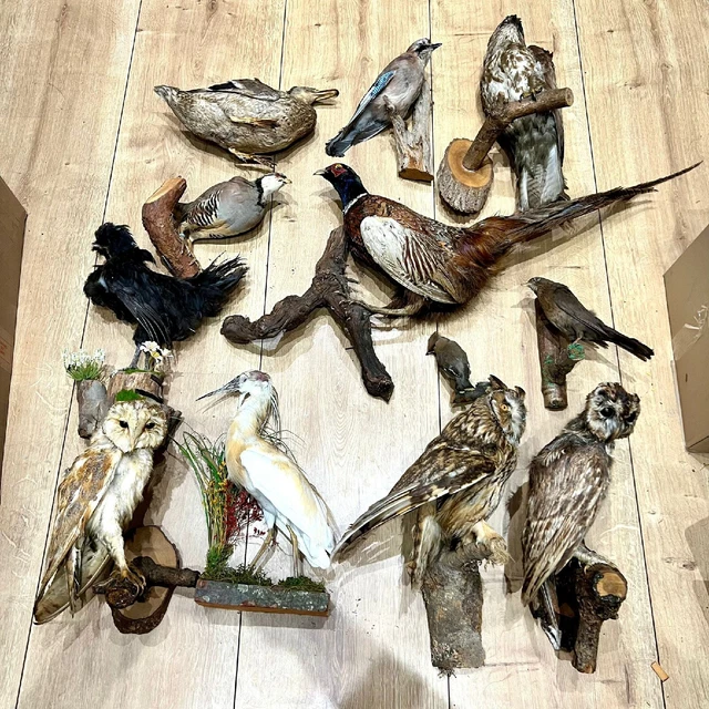 TAXIDERMY LOT 12 Real Mounts Different Stuffed Birds Wall / Stand Sale