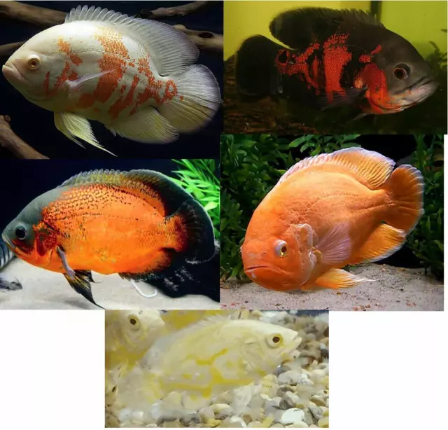 Live 5 pack Mixed Oscar Cichlids for fish tank or aquarium