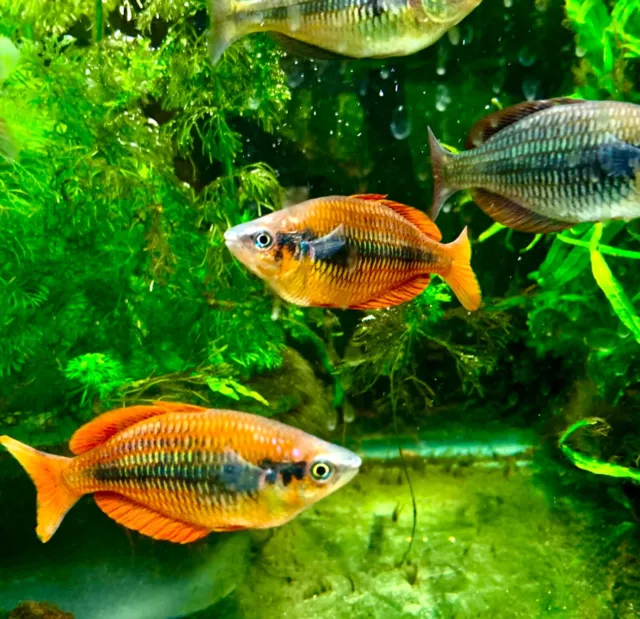 Live tropical fish Sunset Rainbow fish (M. Parva) Ten for $90