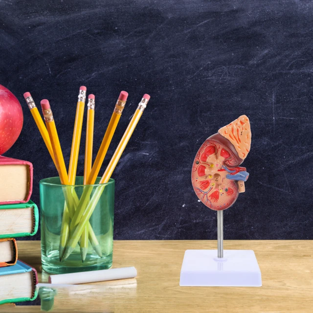 KIDNEY MODEL ANATOMY Jane System Organs Human Body £26.99 PicClick UK