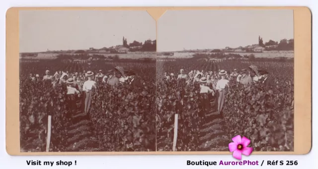 Beaune, Vendanges, Dans Les Vignes, Famille A. Morat, Côte D'or Vue Stéréo -S256