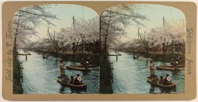 Japan Fluss Kirschbäume IN Blüten c1898 Foto T. Enami Yokohama Stereo Vintage