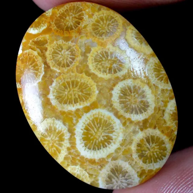 30.05 Cts 100% Natural Exclusive Fossil Coral Cabochon 20 x 28 mm Gemstone FC57