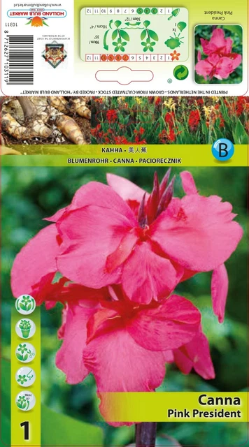 @ (◕‿◕)\@ ANGEBOT : Canna indica - Blumenrohr " Pink President "