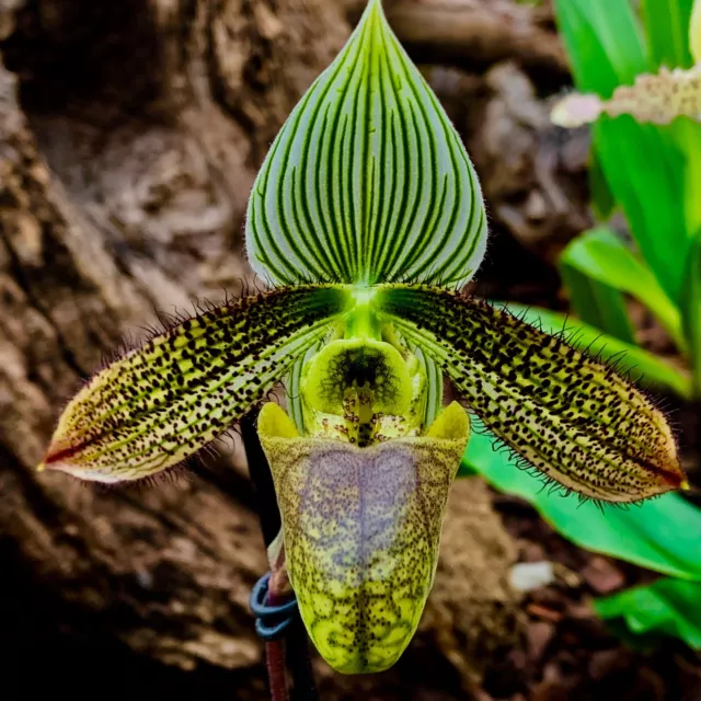 Paphiopedilum Species ´wardii´ Dark Select NEW Orchidee Orchideen