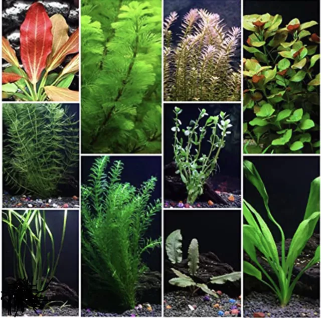 Assorted aquarium plants BUNCH live  BUY 4 GET 1 FREE