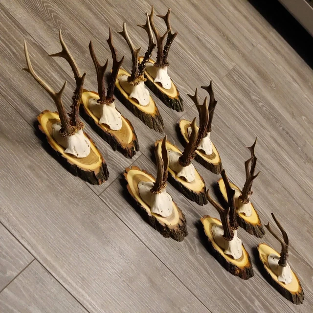 10 Pieza Cornamenta de Corzo En Nueva Escudo Trofeo Acacia Bock