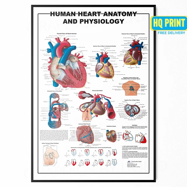 Printable Wall Chart Human Heart Anatomy Chart / Poster
