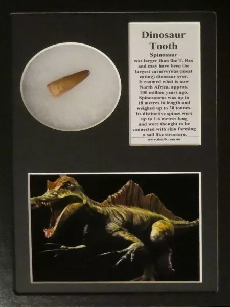 Genuine fossil dinosaur tooth (spinosaurus) in a glass topped display box