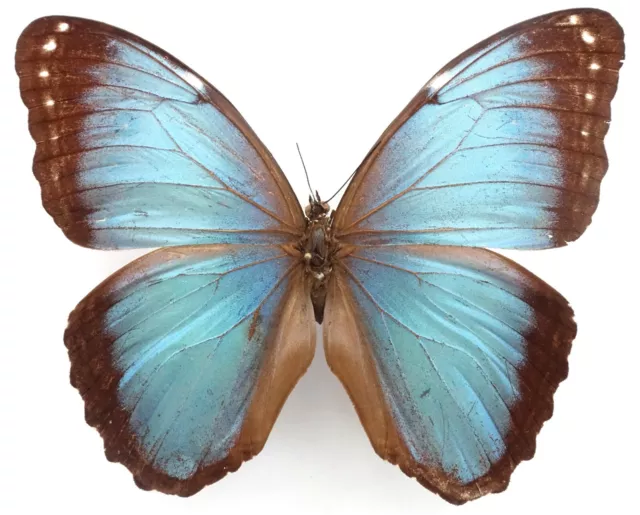 Morpho Helenor Charapensis Male From Dept. Amazonas, N-Peru ++Rare++