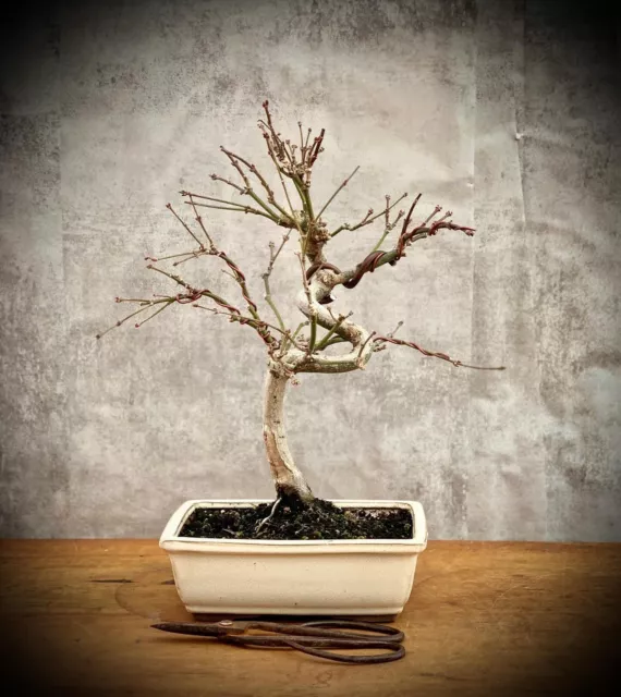 Acer palmatum 'Atropurpureum' - Japanischer Fächerahorn BONSAI 13 Years Old #2.2