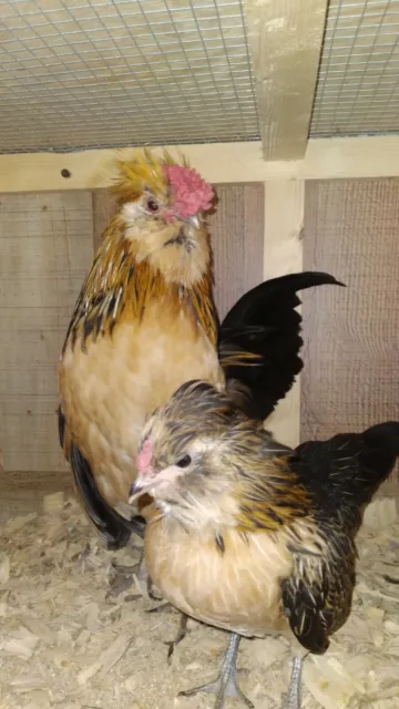 6 RARE Barbu de Watermael bantam chicken  hatching Eggs NPIP/AI clean GFF lines