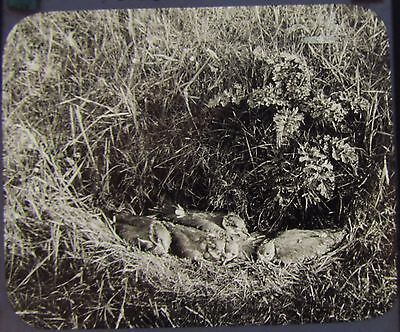 Glass Magic Lantern Slide YOUNG LAPWINGS IN DITCH C1890 PHOTO BIRDS