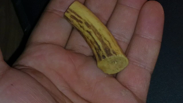 Rare Antique Deer Antler 150 Years Old 14 Grams