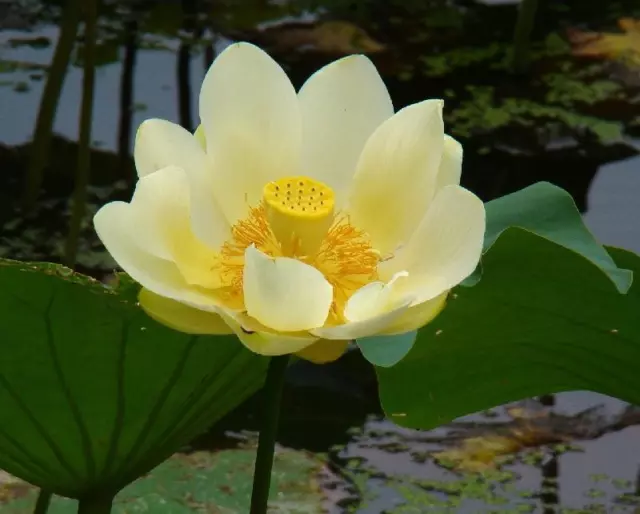 frische Nelumbo lutea Samen, amerikanische Lotusblume