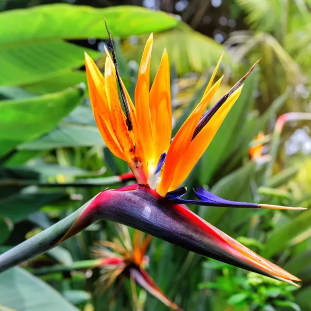 8in Organic USA Bird of Paradise Orange Flower Strelitzia Live Plant