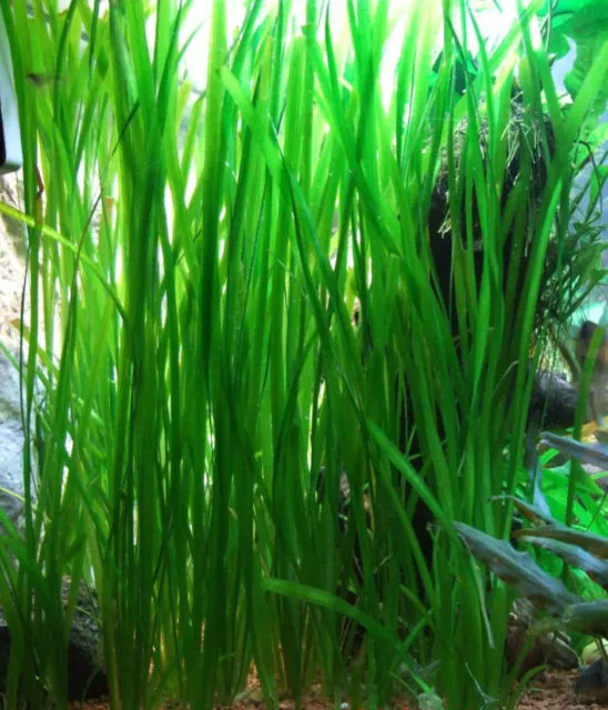vallisneria spiralis   plante aquarium facile debutant