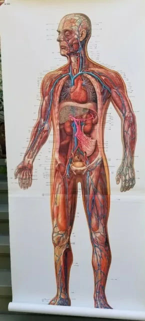 Vintage Anatomical Life Size Poster Circulatory Deutsches Hygiene Museum