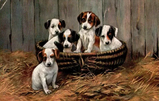 CARTE POSTALE CHIOT 5 CHIOTS EN PANIER SUR PAILLE 1911 col.