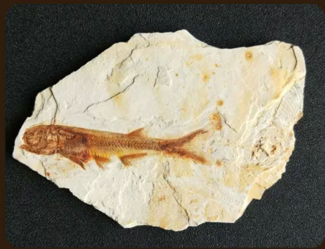 Echt Fisch Fossil Aus Western Liaoning China 150 Million Jahre Ago Lycoptera