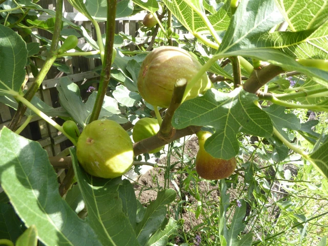 FIG TREE & Brunswick" Deciduous Outdoor Plant Various Sizes £35.00 ...