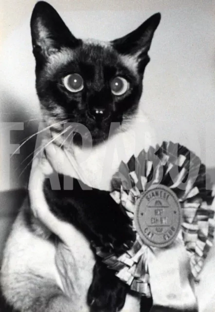 Vintage Press Photo UK, Siamese Champion Of Cat Club, 1950, print 21x15 CM