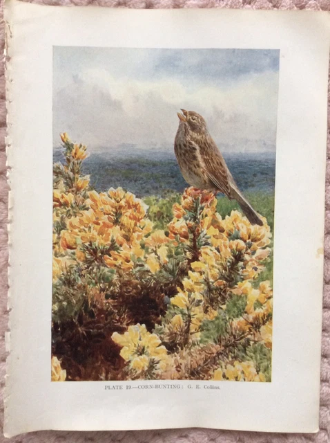 Vintage Corn-bunting Book Plate Print