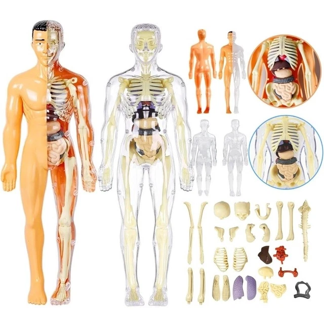 3D HUMAN BODY Structure Model Removable Organs Bones Torso Skeleton ...