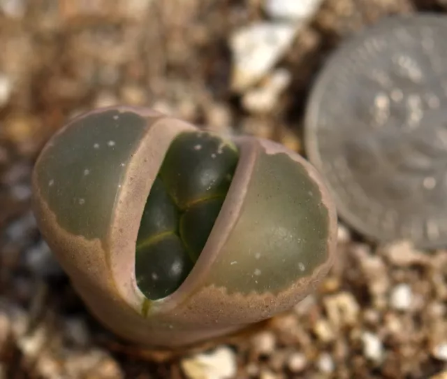 Subasta - Lithops olivacea C55