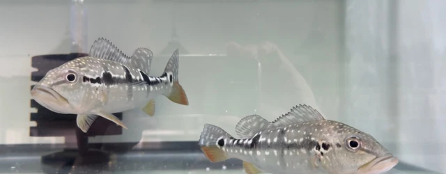 pinima peacook bass 7-8" live freshwater fish