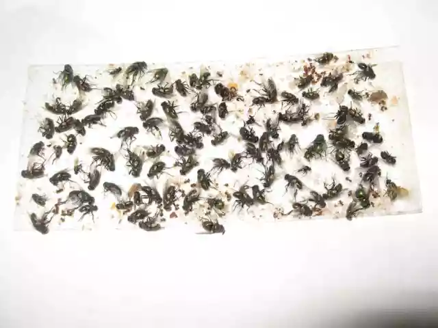 10 pk  ALL INSECT STICKY TRAPS. Fly, Spider, Cricket, Roach Lady  Bug   IN USA 3