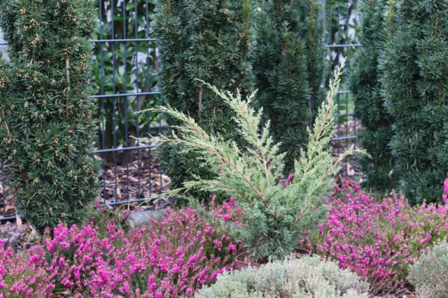 Strauchwacholder - Wacholder - Juniperus 'Blaauw'  25-30 cm im 2 Liter Container