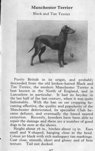 Manchester Terrier - 1970 Vintage Dog Art Photo Print - Matted GIFT