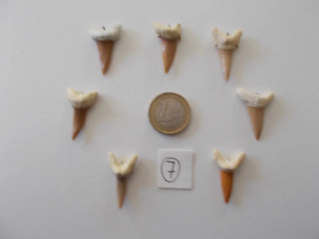 Lot De 3 Dents De Requin Fossiles Authentiques - XXL Et Tailles Moyennes - Boîte Cadeau - Provenance Maroc (~40 Millions D'années)