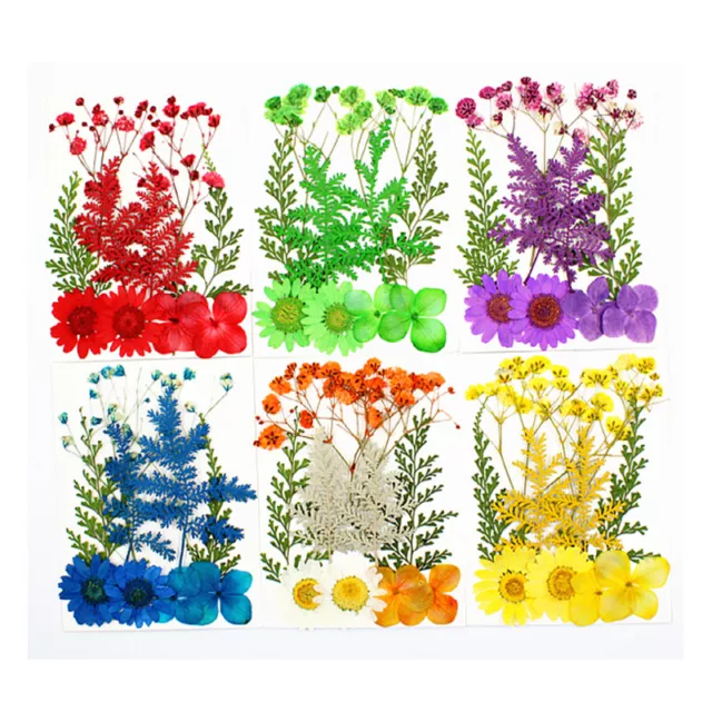 Pressed Flower Mixed Dried Flowers DIY Art Floral Art Floral Gift Craft