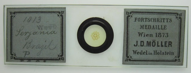 1873 Progress Medal J.D. Moller Microscope Slide Brazilwood Wood Brazil