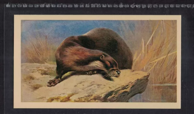 OTTER - 40 + year old English Tobacco Card # 10