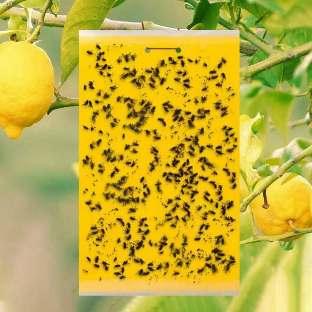 Yellow Sticky Fly Trap Insect Catcher Traps Paper Killer Glue Fruit Flies Aphid