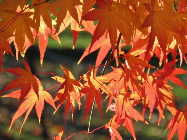 Japanese Maple (Acer palmatum) 50 cm - Garden - Bonsai