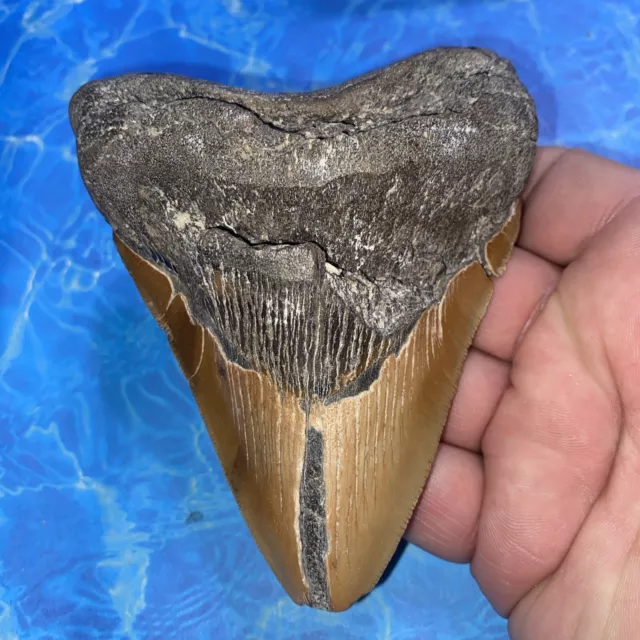 MEGALODON Patho SHARK TOOTH 4.64” TEETH MEG SCUBA DIVER DIRECT FOSSIL NC 2914