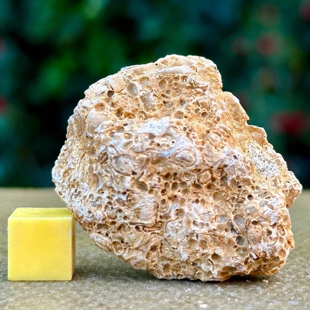 Jurassic Coral Fossil from Wiltshire, UK - Genuine Fossils for Sale