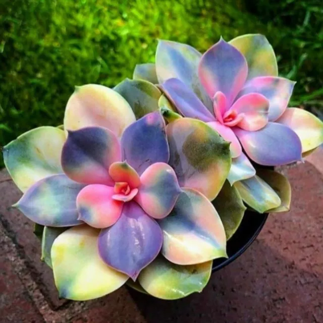 Echeveria Sunrise Surprise Succulent Seeds X40