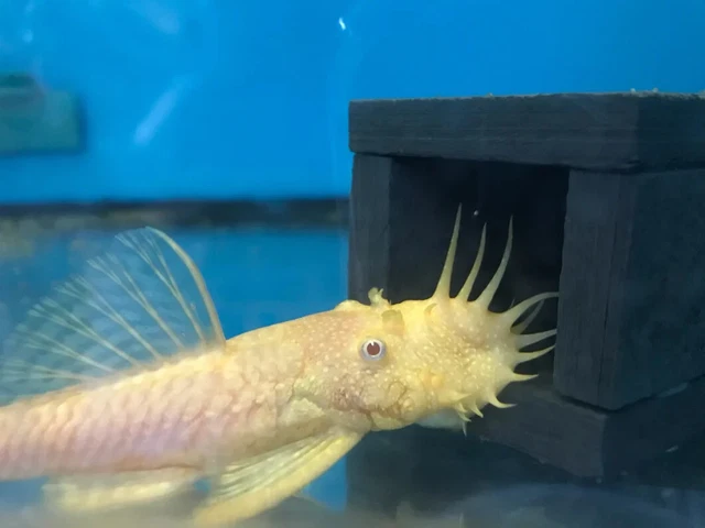 1 Live Albino Bushynose Bristlenose Pleco Size Large 3-4" Inches Tropical Fish