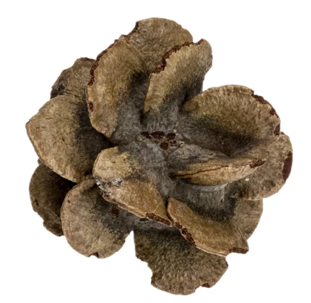 NaDeco Banksia Laricina 5-7 cm | Conos Banksia australianos | Rosas Banksia