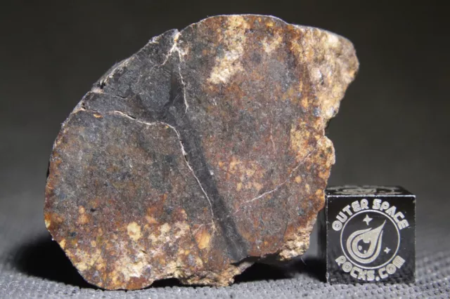 NWA 13475 L5 Melt Breccia Chondrite Meteorite 37.9 gram end cut